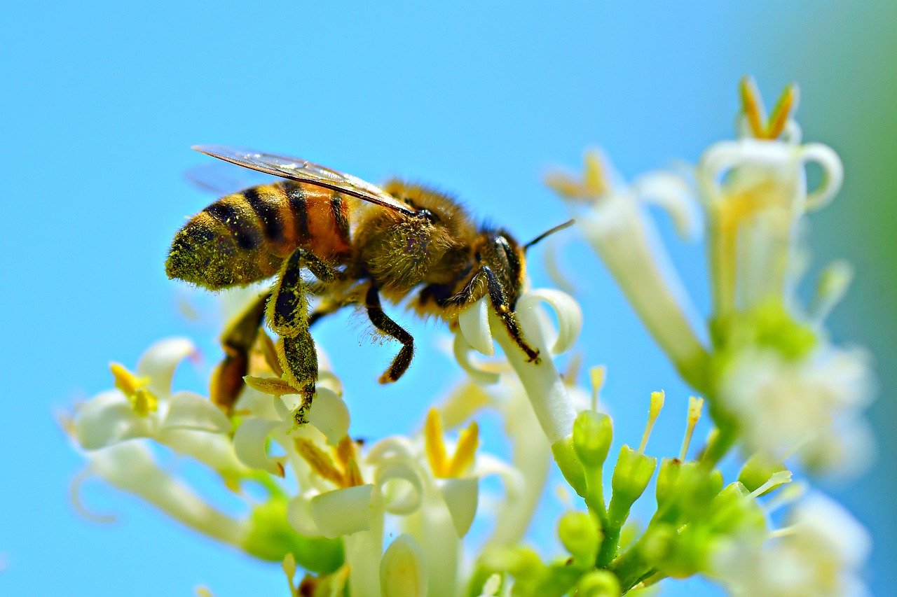 honey-bee-4314838_1280 Imagen de Mabel Amber en Pixabay